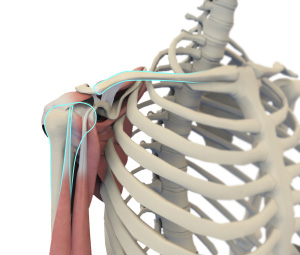 Shoulder Anatomy Image Shoulder Anatomy
